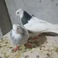 اهواز گلستان