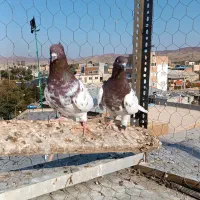 کفترای رنگی|پرنده|بناب, |دیوار