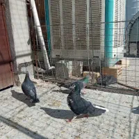 شهری|پرنده|شیراز, دست خضر|دیوار