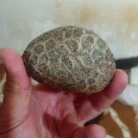 سنگ فسیل مرجان