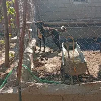 سگ ماده