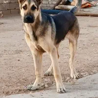 سگ ژرمن اصیل