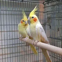 عروس هلندی تخم گذار|پرنده|خمینیشهر, |دیوار