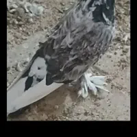 کبوترجکسون سفیدسیا معاوضه با هومریهودی دنش اسکندرو|پرنده|طبقده, |دیوار