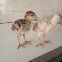 جوجه بوقلمون برنز و بوربون واکسن خورده|حیوانات مزرعه|تهران, استاد معین|دیوار