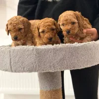 توی پودل اصیل حرفه ای|سگ|رشت, چله خانه|دیوار