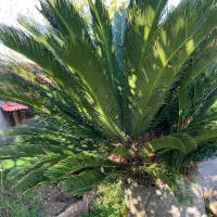 سیکاس مولد ماده و‌نر