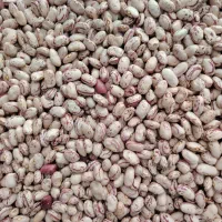 لوبیا چیتی درجه یک صادراتی