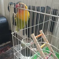 طوطی برزیلی