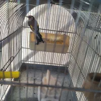 تعداد سهره جوجه قفس امسالی و پارسالی  قرص بخون|پرنده|کرج, باغستان|دیوار