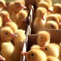 جوجه غاز ۳روزه درجه یک