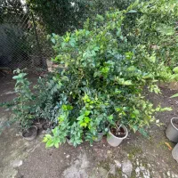 تعدادی گل بیرونی گلدانی ریشه دار سالم قیمت مناسب|گل و گیاه طبیعی|رامسر, |دیوار