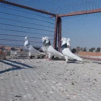 کبوتر  کفتر|پرنده|شیراز, احمدآباد|دیوار