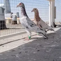 نرو ماده سار همه چی تموم کفتر کبوتر
