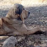 سگ پژدر اصیل قیمت عالی|سگ|شازند, |دیوار