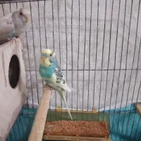 یک جفت مرغ عشق