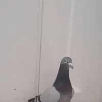 سبز|پرنده|باوی, |دیوار