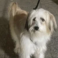 حیوان خانگی