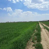 زمین زراعی آبی|فروش دفتر صنعتی، کشاورزی، تجاری|بشاریات, |دیوار