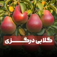 نهال های مختلف باتنوع های زیاد ارسال فوری با ضمانت