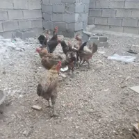 مرغ و خروس|پرنده|خمینی‌شهر, |دیوار