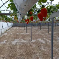 فروش گلخانه هیدرو پونیک توت فرنگی فعال