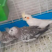 پرنده|پرنده|سمنان, |دیوار
