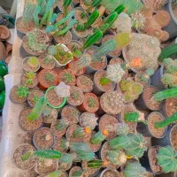 فروش کاکتوس به دلیل جابه جایی باقیمتای مختلف|گل و گیاه طبیعی|تهران, مسعودیه|دیوار