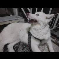 هاسکی سفید|سگ|خرم‌آباد, |دیوار