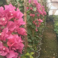 گل کاغذی|گل و گیاه طبیعی|محلات, |دیوار