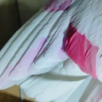 کبوتر پرشی .ازبلندی شب گرفتم|پرنده|تهران, مولوی|دیوار