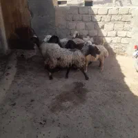 میش.بره