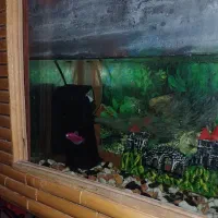 اکواریوم ماهی|ماهی|الوند, |دیوار