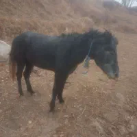 اسب جوان ۴ ساله مادیان تندرو به شرط|اسب و تجهیزات اسبسواری|تبریز, |دیوار