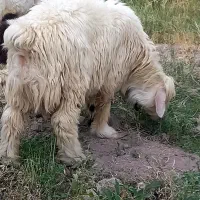 قوچ بختیاری بره|حیوانات مزرعه|جیرفت, |دیوار