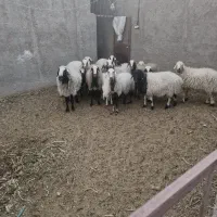 میش خوش ذات