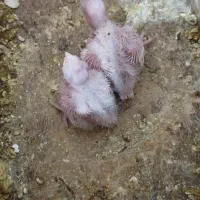 جفت عروس آلبینو. با جوجه|پرنده|میناب, |دیوار