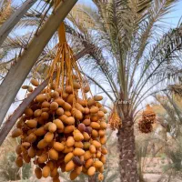 بهترین انتخاب نخل خرما هدف محیط زیست|خدمات باغبانی و درختکاری|اهواز, کارون|دیوار