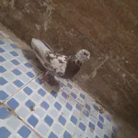 کفتر|پرنده|زارچ, |دیوار