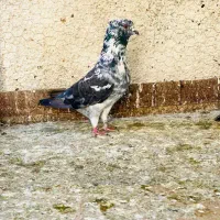 کبوتر|پرنده|علی‌آباد کتول, |دیوار