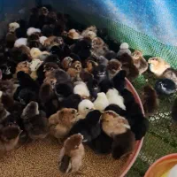 جوج محلی|حیوانات مزرعه|کلاله, |دیوار