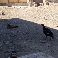 مرغ بلوچی ۶عدد خروس 1عددماکیان ۱عددگوچ|حیوانات مزرعه|ایرانشهر, |دیوار