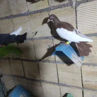 چند عدد کبوتر رنگی به شرط پرش|پرنده|بندر ماهشهر, |دیوار