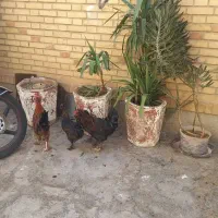 مرغ و خروس  سلطان|حیوانات مزرعه|شیراز, کوزه گری|دیوار