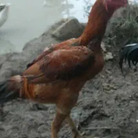 خروس لاری|حیوانات مزرعه|رضوانشهر, |دیوار