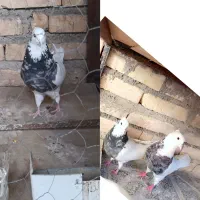 فروش ۳ جفت طوقی