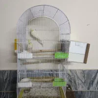 یک جفت عروس هلندی لوتینو(به همراه تخم)|پرنده|بروجرد, |دیوار