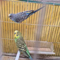 مرغ عشق سبز رنگ