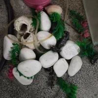 لوازم آکواریوم سنگ صخره گل LED تزیینی پمپ تصفیه