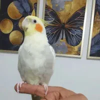 عروس هلندی گمشده